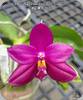 Phal. Miki Pure Love Red King 691